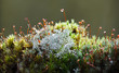 Rain drops on lichen and moss