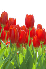 Red tulip garden isolated on white background