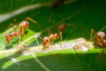 Red Ants,building Ant's Nest