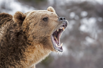 Wall Mural - roaring grizzly bear