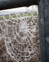 Wall Mural - Frozen Spider Web on Gate