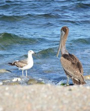 The Pelican And The Seagull