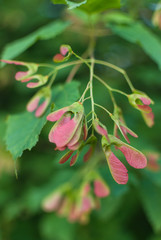Wall Mural - Green maple tree foliage leaves under overcast day. selective focus macro shot with shallow DOF