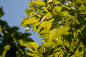 Wall Mural - green foliage leaves on the blue sky. selective focus macro shot with shallow DOF spring background