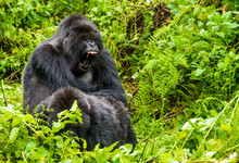 Gorilla Sitting With Mouth Wide Open