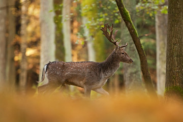 Wall Mural - fallow deer, dama dama, czech republic