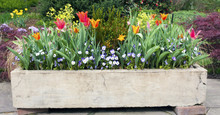 Stone Planter Filled With Early Spring Flowers.