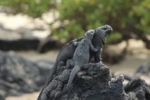 Juvenile Iguana Holding Adult With Bush Background