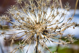 Fototapeta Dmuchawce - Dry prickly plant in nature