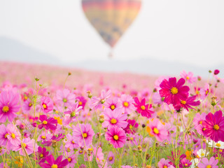 cosmos flower field on mountain