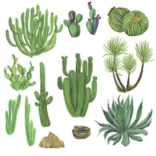 Watercolor Painting Big Set With Hand Drawn Cactus Garden Elements