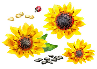 Wall Mural - Sunflower set. Watercolor