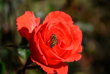 Bee On The Red Rose
