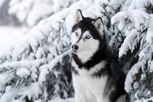 Beautiful Dog Siberian Husky Portrait Outdoors