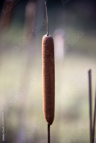 Fotografia, Obraz Beautiful broadleaf rushes in the marsh