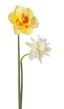 Fototapeta Desenie - daffodil flower isolated
