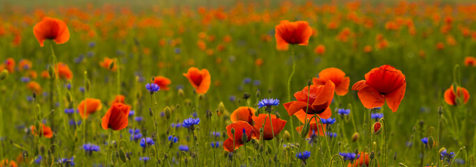 Wall Mural - panorama of red wild poppies and wild flowers