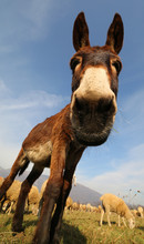 Funny Brown Donkey With Long Ears Photographed With A Fisheye Le