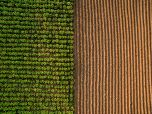 Aerial View ; Rows Of Soil Before Planting.Furrows Row Pattern In A Plowed Field Prepared For Planting Crops In Spring.Horizontal View In Perspective.