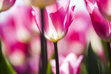 Fototapeta Tulipany - Spring tulips in the garden, spring blossom