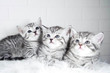 Scottish kittens Whiskas striped color portrait