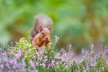 Wall Mural - Red squirrel in forest, County of Northumberland, England