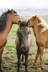 Wall Mural - tree beautiful wild icelandic horses in the field