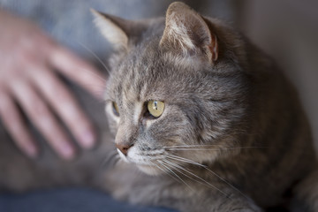 Wall Mural - Cat enjoying cuddling