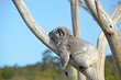 Australian Koala (Phascolarctos cinereus) sleeping on stomach in a gum tree. Iconic marsupial mammal of Australia