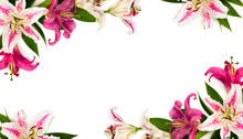 Frame Of Lilies (Lily Dizzy) And Pink Lilies On A White Background With Space For Text. Top View, Flat Lay