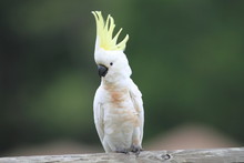 Sulphur-Crested Cockatoo (Cacatua Galerita) In Australia