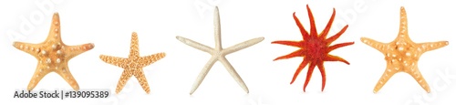 Fotografía Different starfishes in a row.