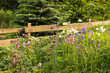purple, white and blue aquilegia flowers known as columbine in traditional countryside garden near the wooden fence