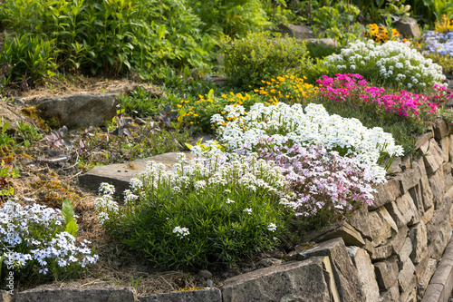 Foto Bunter Blumenstrauß blühender Blumen wie potentilla, Gartennelke oder Phlox auf