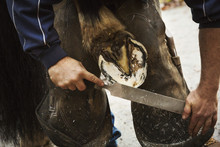 A Farrier Filing The Hoof Of A Horse He Is Shoeing. 