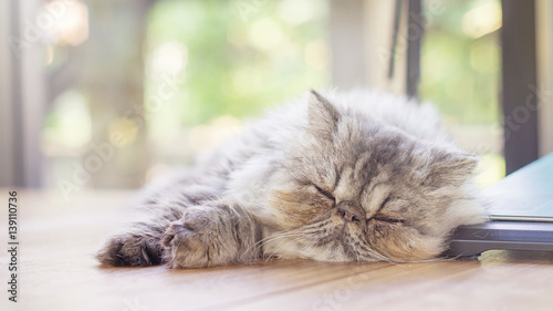 Fotografía gray striped Persian cat sleeping on a desk, soft focus.