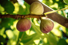 Dripping Ripe Fig On The Tree, Soft Focus