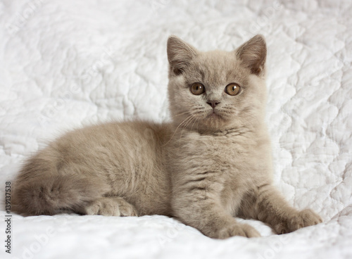 British Short Hair Kitten Lilac Color On Light Background Indoor