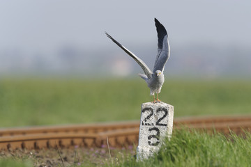 Montagu`s Harrier Circus pygargus - wild adult male in spring scenery