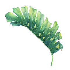 Wall Mural - Big tropical green leaf of Monstera plant. Hand drawn watercolor painting.