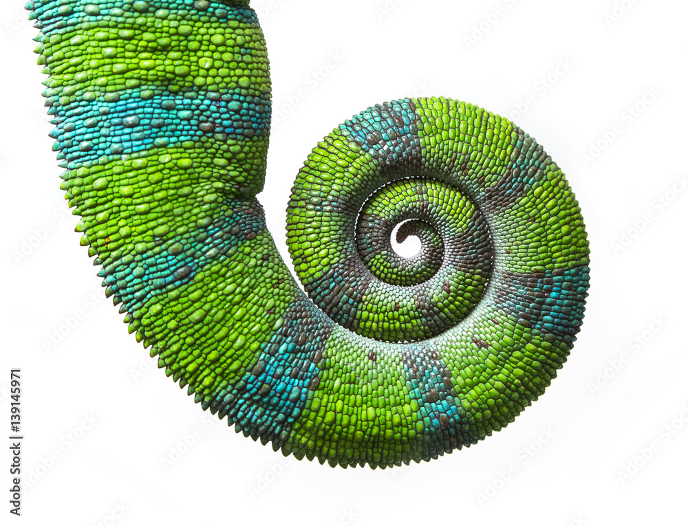 Chameleon spiral tail, Panther chameleon, Furcifer pardalis Ambilobe - obrazy, fototapety, plakaty 