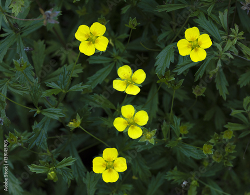 Fotografering Common Tormentil or Septfoil (Potentilla erecta), hesse, germany, europe