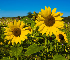 Sunflower field against blue sky_Baden-Baden, Germany