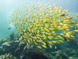 schöner, gelber Fischschwarm in tropischem Gewässer