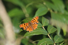 Comma Butterfly Polygonia C-Album
