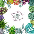 Succulent plants collection