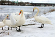 © sanek70974 - лебедь на пруду
