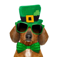 Poster - st patricks  day dog