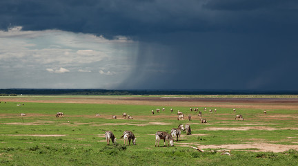 Wall Mural - The Zebra and the approaching storm in Lake Manyara National Park - Tanzania, Eastern Africa