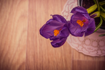 two purple crocuses close-up